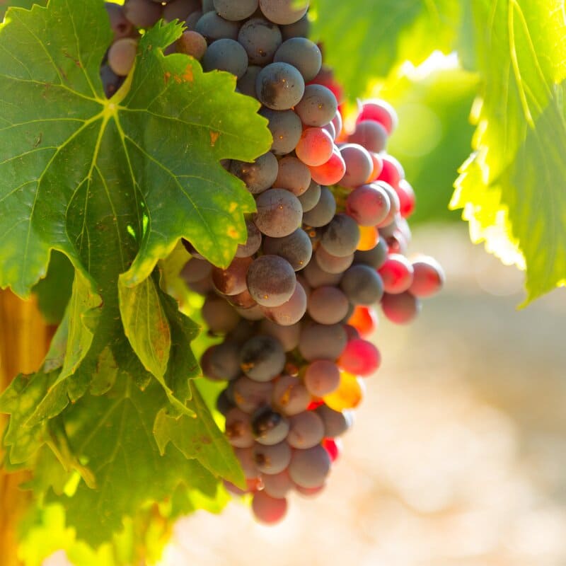 Racimo de uvas en parra